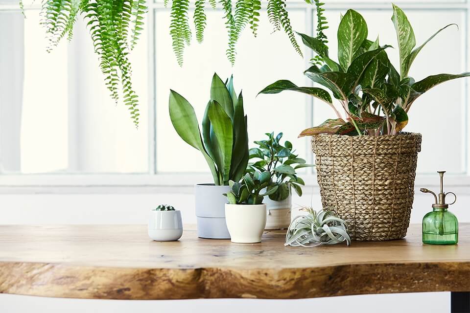 Create an Indoor Tropical Paradise 1